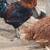 Roosters for sale 8 thumbnail