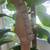 Indio Strat Tobacco Burst 8 thumbnail