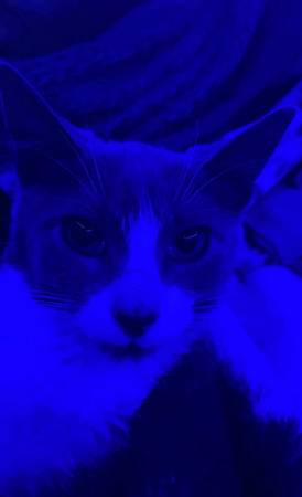 rehoming cats (Fairhope)