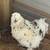 Pullets and quail cage for sale 6 thumbnail