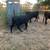 Yearling Dexter Bulls 4 thumbnail