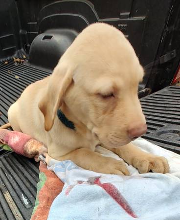 Cachorro macho de raza Yellow Labrador Retriever (Summerfield)63861782174977121