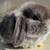 Holland lop pet bunnies 2 thumbnail