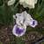 FREE IRIS RHIZOMES (plus random bonus plants) 10 thumbnail