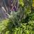 Fruit trees all kinds and sizes landscape bushes plants 17 thumbnail