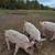 Yorkshire Piglets 4 thumbnail