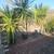 Bamboo, clumping 6 thumbnail
