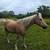 Quarter horse Morgan Cross gelding 1 thumbnail