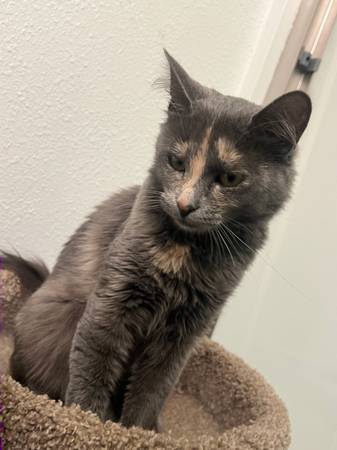 Friendly Feline (Issaquah)63911483223299122