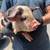KuneKune Pigs 2 thumbnail