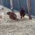 Roosters 4 thumbnail
