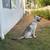 Rehoming German Shepherd Puppy 6 thumbnail