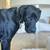 great dane looking for home 3 thumbnail