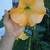 Angel's Trumpet tree. Brugmansia . By Greengirl. 16 thumbnail