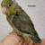 Young Parrotlets 2 thumbnail
