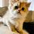 Beutifull Scottish Fold Kitten looking  for a new home 3 thumbnail