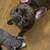 French Bulldog rehoming 12 thumbnail