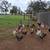 Roosters for sale also looking for laying hens 2 thumbnail