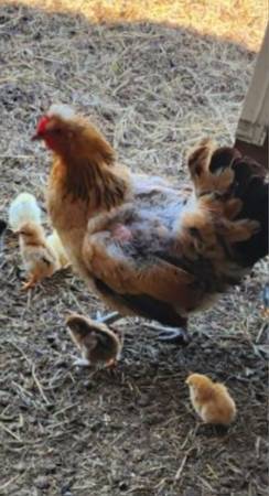 SOLD.- Hen & 14 chicks 1