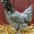 2 month Old chickens hens pullets cold hardy all female chicks 13 thumbnail