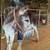 Nice gentle guardian, pet or riding Jenny donkey 1 thumbnail