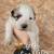 Great Pyrenees LGD Puppies 4 thumbnail