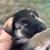 Shepard mix puppies 6 weeks old 12 thumbnail