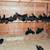 Ayam Cemani Laying Hens (laying now) 11 thumbnail