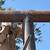 Entryways, Pipe Rail Fence, Livestock Pens 3 thumbnail
