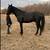 Gaited cross Gelding 2 thumbnail
