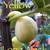 Fig tree 5 thumbnail