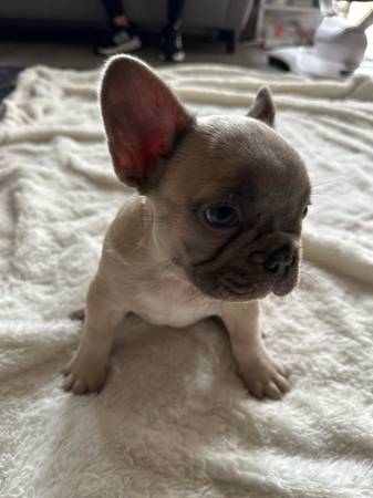 Male french bulldog puppy (Pico Rivera)63865302056065120