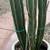 Payless Landscape & Irrigation Services LLC 18 thumbnail