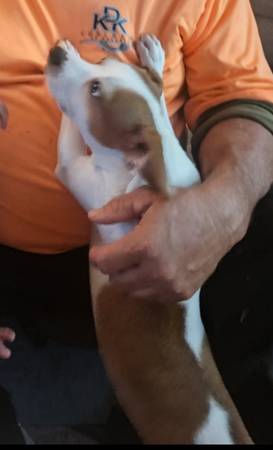 Perro Pequeño - Macho - Blanco y Gris (Calle Prindle)63661209675265120