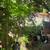 Japanese maples 1 thumbnail