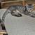 Rehoming almost grown up kittens 4 thumbnail