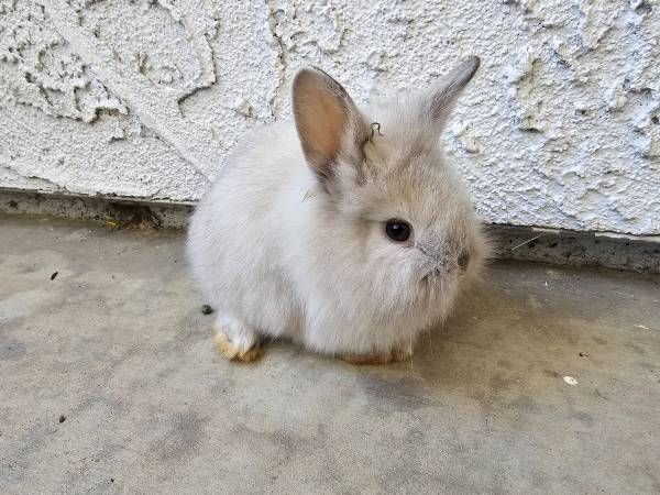 XX Lionhead Rabbit, Rabbits, Bunny, Bunnies XX - farm