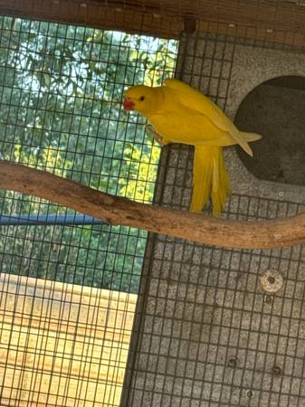 Handfed indian ringnecks (Dothan)5980693967516569619
