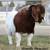 Registered boer doe 4 thumbnail
