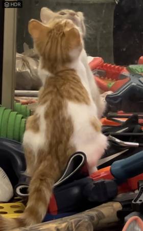 3 sweet kittens (Amelia)63908216767362124