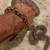 Baby CB dumeril Boas 3 thumbnail