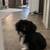 Pekingnese 1 thumbnail