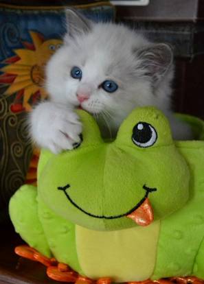2months old kitten&315-372-8six63 1
