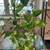 Healthy plant in a ceramic pot, 30 inches tall. 4 thumbnail
