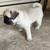 Pug puppy for sale 4 thumbnail