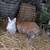 Baby rabbits 10 thumbnail