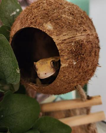 Crested geckos (Jefferson)544369533194096641