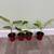 Bundle of 4 beautiful house plants 1 thumbnail
