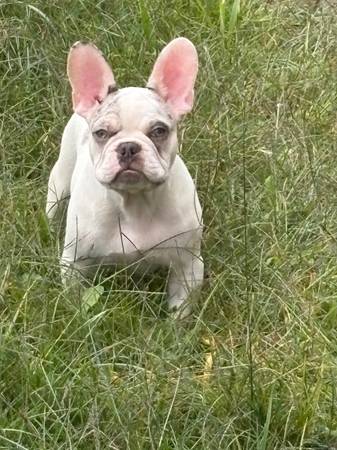 Macho Bulldog Francés63862963514881120