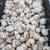 Elephant Garlic 1 thumbnail
